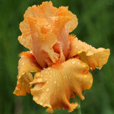 Iris Germanica (Stanjenel) Skyfire - Bulb Plantat In Ghiveci - VERDENA-livrat la ghiveci de 1.3 L ( 11 cm )