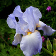 Iris Germanica (Stanjenel) Springtime Madonna - Bulb Plantat In Ghiveci