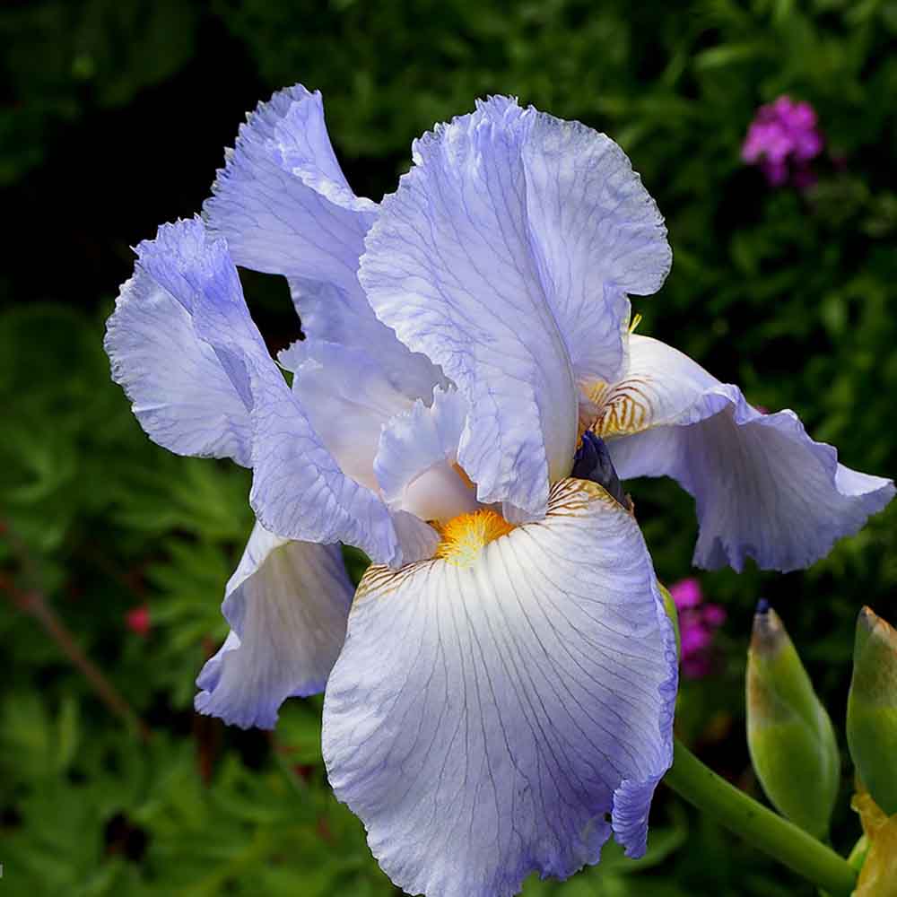 Iris Germanica (Stanjenel) Springtime Madonna - Bulb Plantat In Ghiveci - VERDENA-livrat la ghiveci de 1.3 L ( 11 cm )