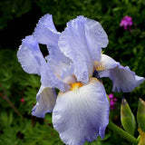 Iris Germanica (Stanjenel) Springtime Madonna - Bulb Plantat In Ghiveci - VERDENA-livrat la ghiveci de 1.3 L ( 11 cm )