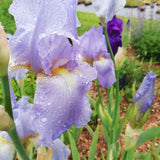 Iris Germanica (Stanjenel) Springtime Madonna - Bulb Plantat In Ghiveci - VERDENA-livrat la ghiveci de 1.3 L ( 11 cm )