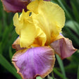 Iris Germanica (Stanjenel) Sunset Sky - Bulb Plantat In Ghiveci