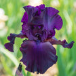 Iris Germanica (Stanjenel) Superstition, cu flori violet-inchis