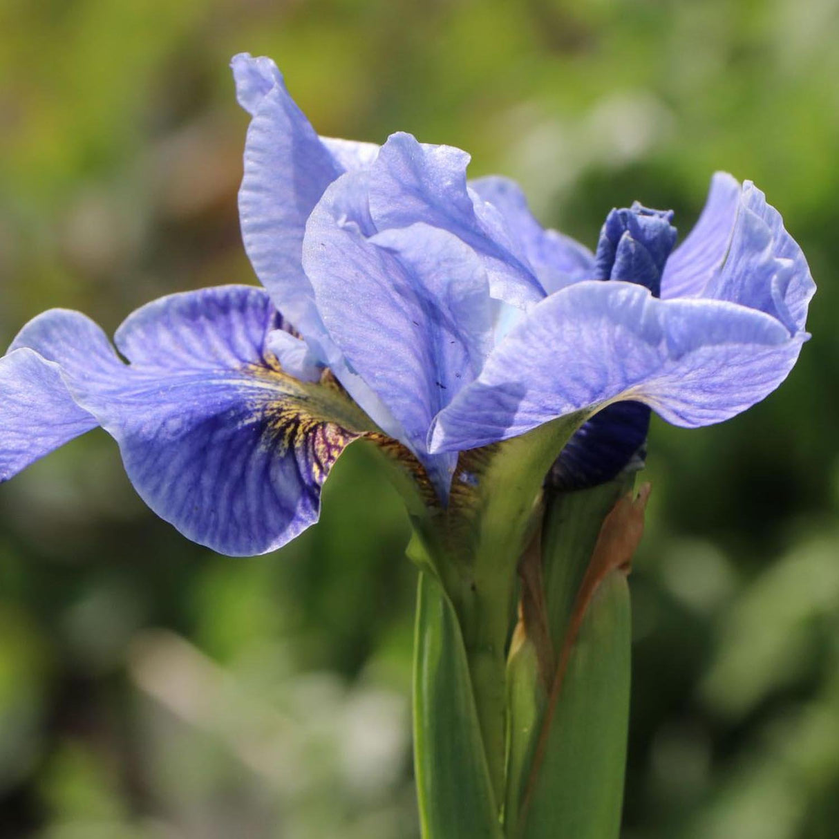 Iris sibirica (Stanjenel) Cambridge, livrat in ghiveci de 1L