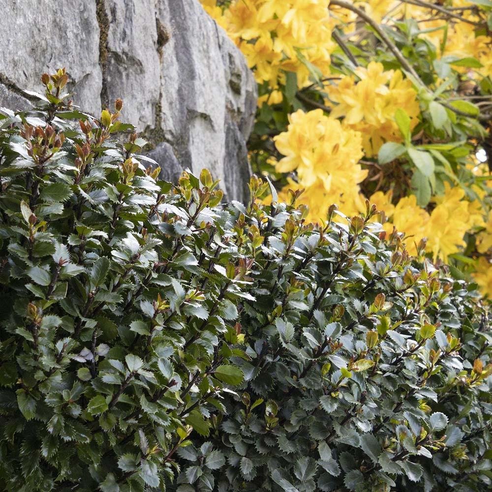 Laur Ilex Heckenblau, livrat in ghiveci de 2.3L