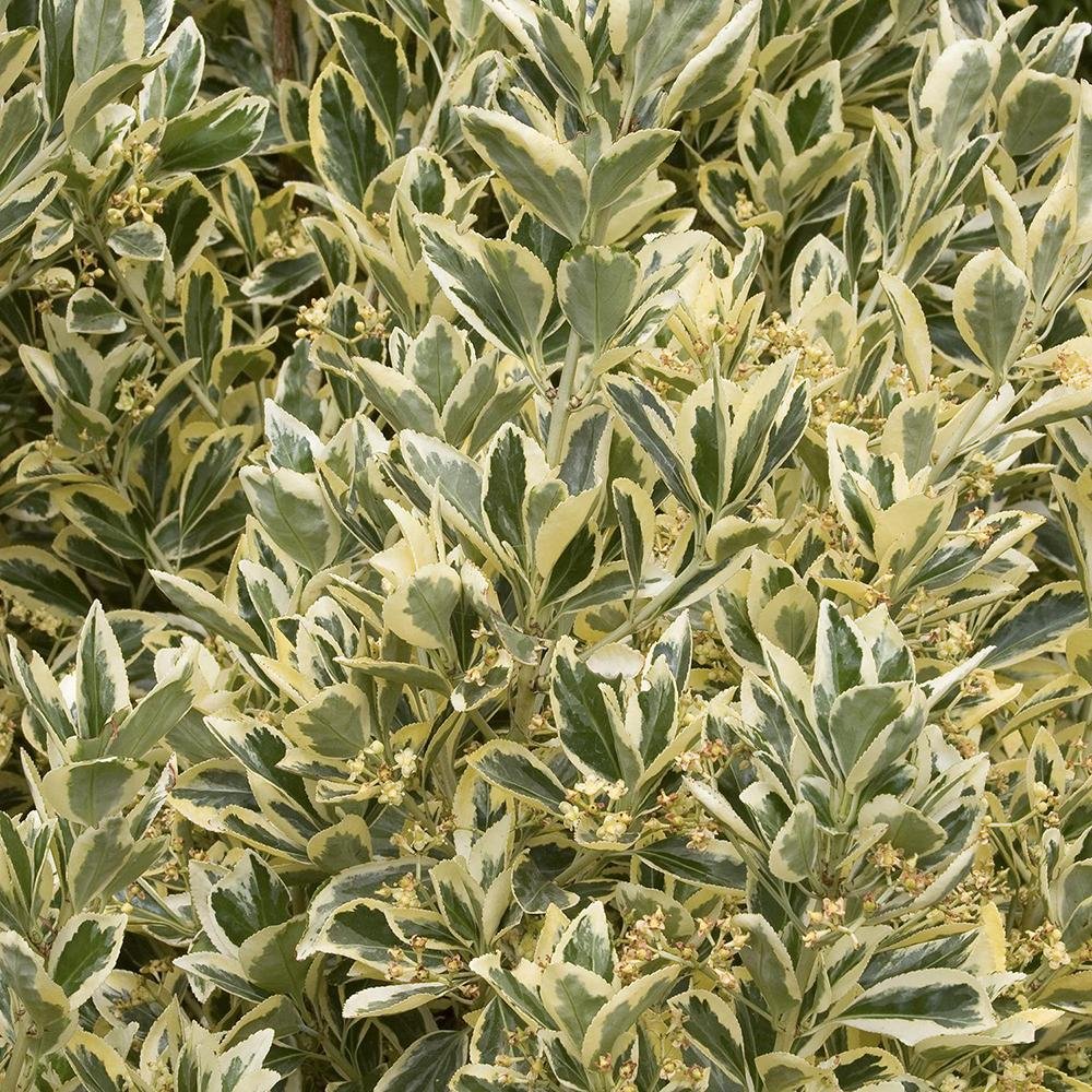 Black Friday - Reduceri Laur Japonez Vesnic Verde Silver Queen (Ilex), Gard Viu Rezistent La Inghet Promotie