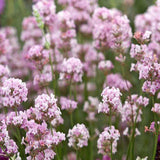 Lavanda Hidcote Rosea, livrat in ghiveci de 2L