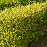 Black Friday - Reduceri Lemn Cainesc Auriu (Ligustrum Ovalifolium Aureum) Promotie