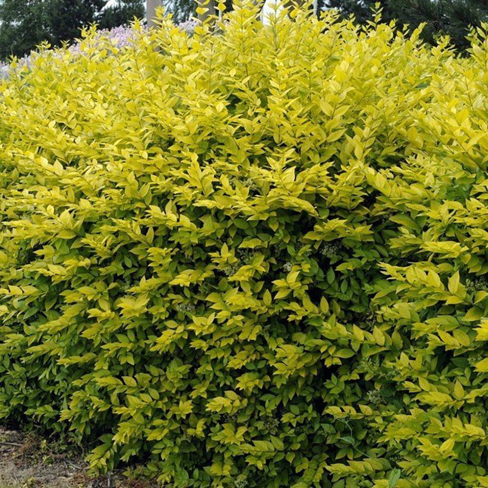 Black Friday - Reduceri Lemn Cainesc Auriu (Ligustrum Ovalifolium Aureum) Promotie