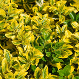 Black Friday - Reduceri Lemn Cainesc Auriu (Ligustrum Ovalifolium Aureum) Promotie