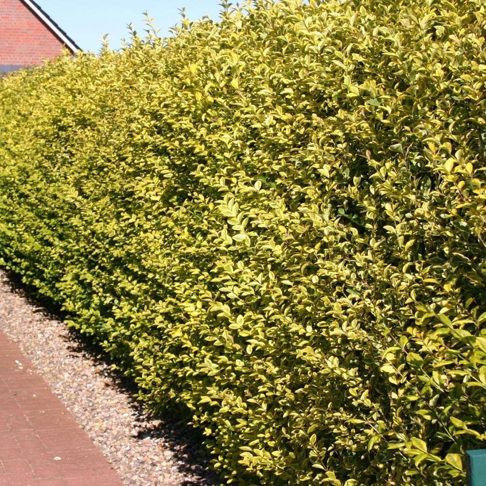 Black Friday - Reduceri Lemn Cainesc Auriu (Ligustrum Ovalifolium Aureum) Promotie