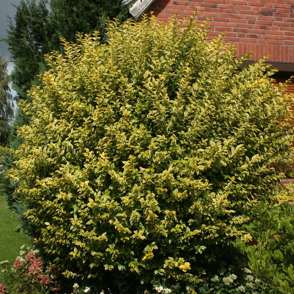 Black Friday - Reduceri Lemn Cainesc Auriu (Ligustrum Ovalifolium Aureum) Promotie