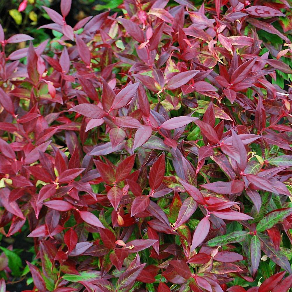 Leucothoe Zebild, 25-30 cm inaltime, in ghiveci de 3L