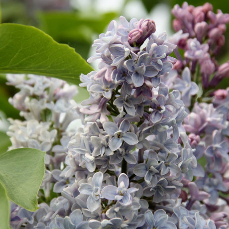 Liliac violet-inchis Aucubaefolia (Syringa)