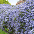 Liliac albastru californian vesnic verde Victoria (Ceanothus Impressus)