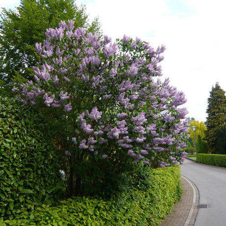 Liliac Copac Roz-Cobalt Katherine Havemeyer (Syringa) - VERDENA-Tulpina de 60 cm inaltime, livrat in ghiveci de 6 l