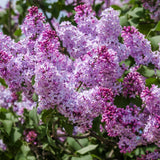 Black Friday - Reduceri Liliac (Syringa) Copac Belle de Nancy, cu flori roz-pal-violet foarte parfumate Promotie