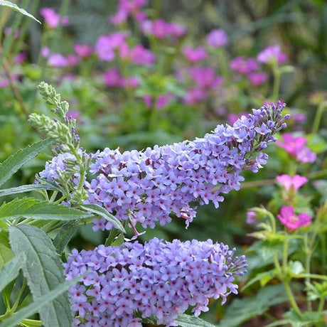 Liliac de vara albastru Buzz Skyblue (Buddleja)