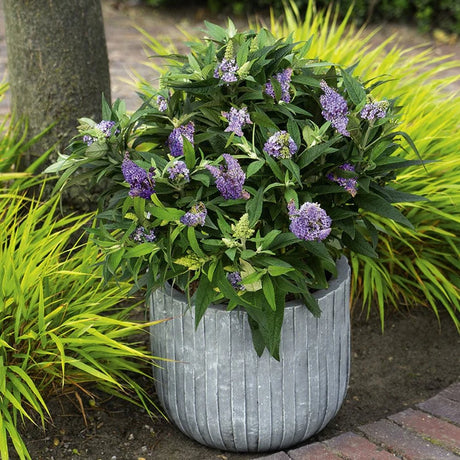 Black Friday - Reduceri Liliac de vara albastru Buzz Skyblue (Buddleja) Promotie