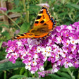 Liliac de vara Berries and Cream, 30-40 cm inaltime, in ghiveci de 3L