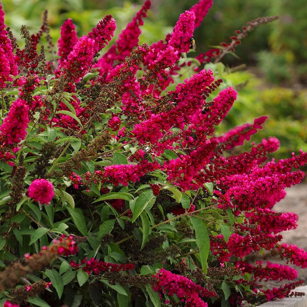 Liliac de vara Royal Red - VERDENA-20/+ cm inaltime, in ghiveci de 4L