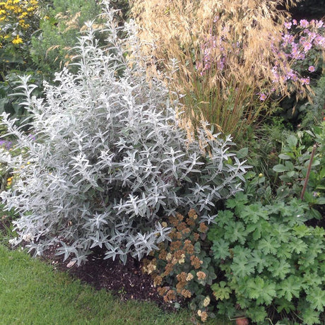 Liliac de Vara argintiu Silver Anniversary (Buddleja)