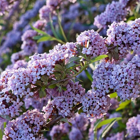 Liliac de Vara violet-deschis Unique (Buddleja)