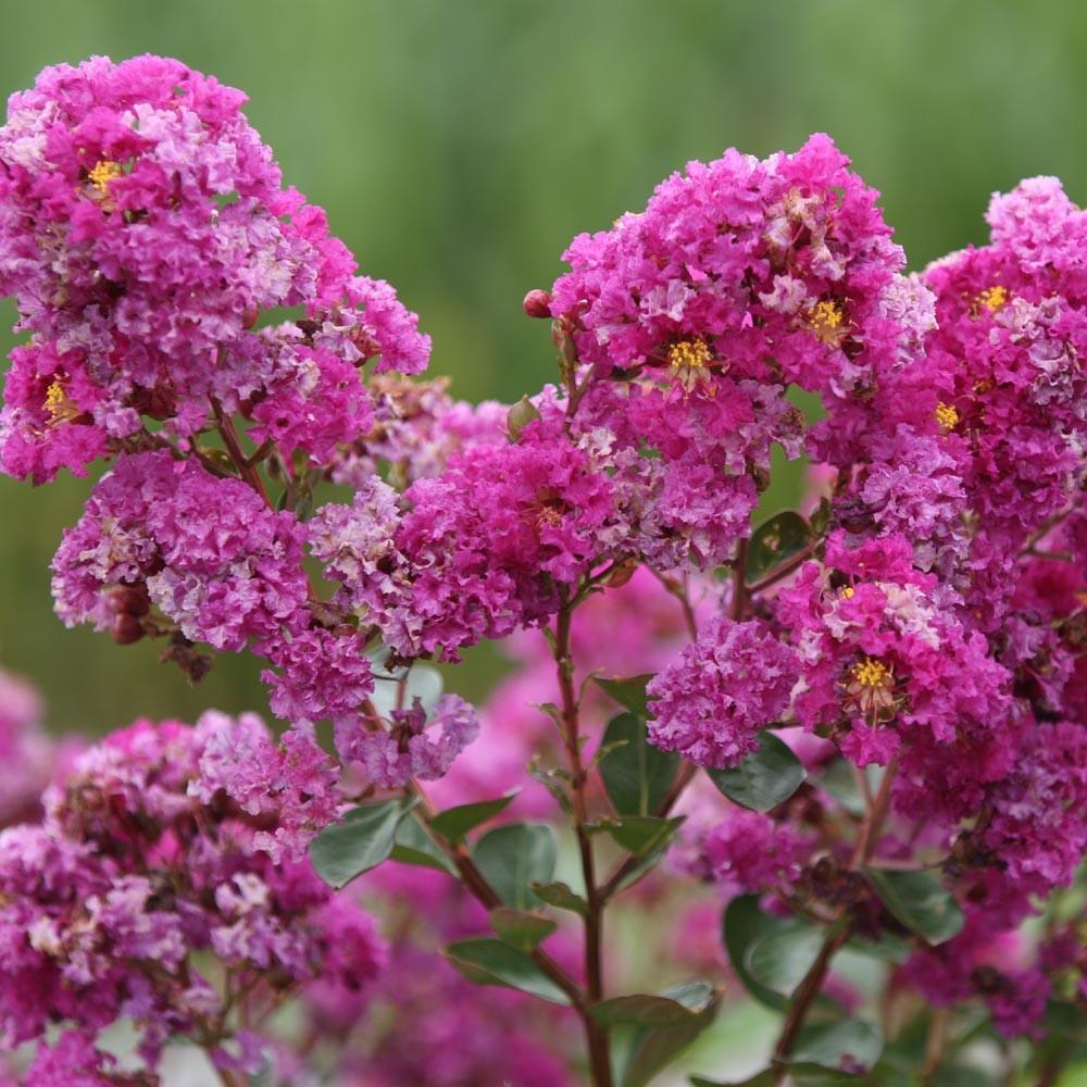 Liliac indian Violet d'Ete, 35-45 cm la livrare, in ghiveci de 2 L