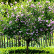 Liliac (Syringa) Copac Michel Buchner, cu flori lila-deschis