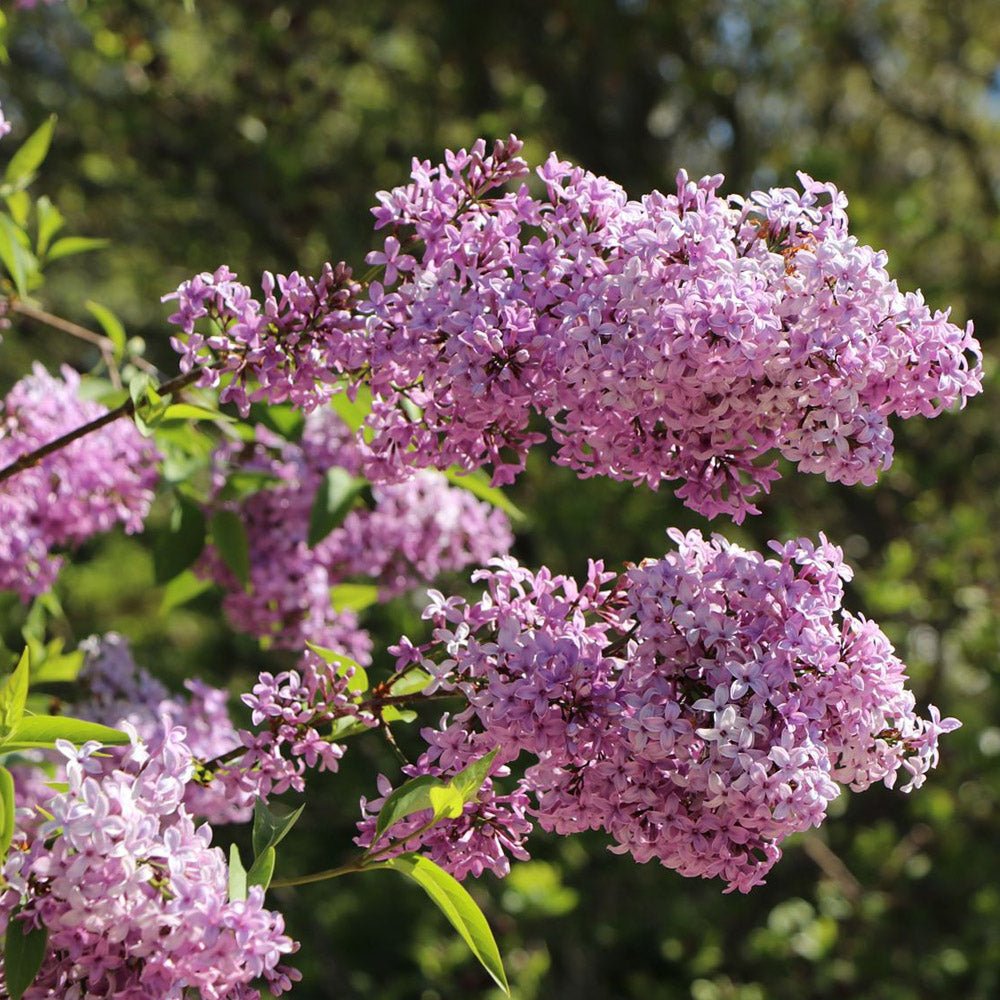 Liliac mov (Syringa) Saugeana - VERDENA-100-125 cm inaltime, livrat in ghiveci de 5 l