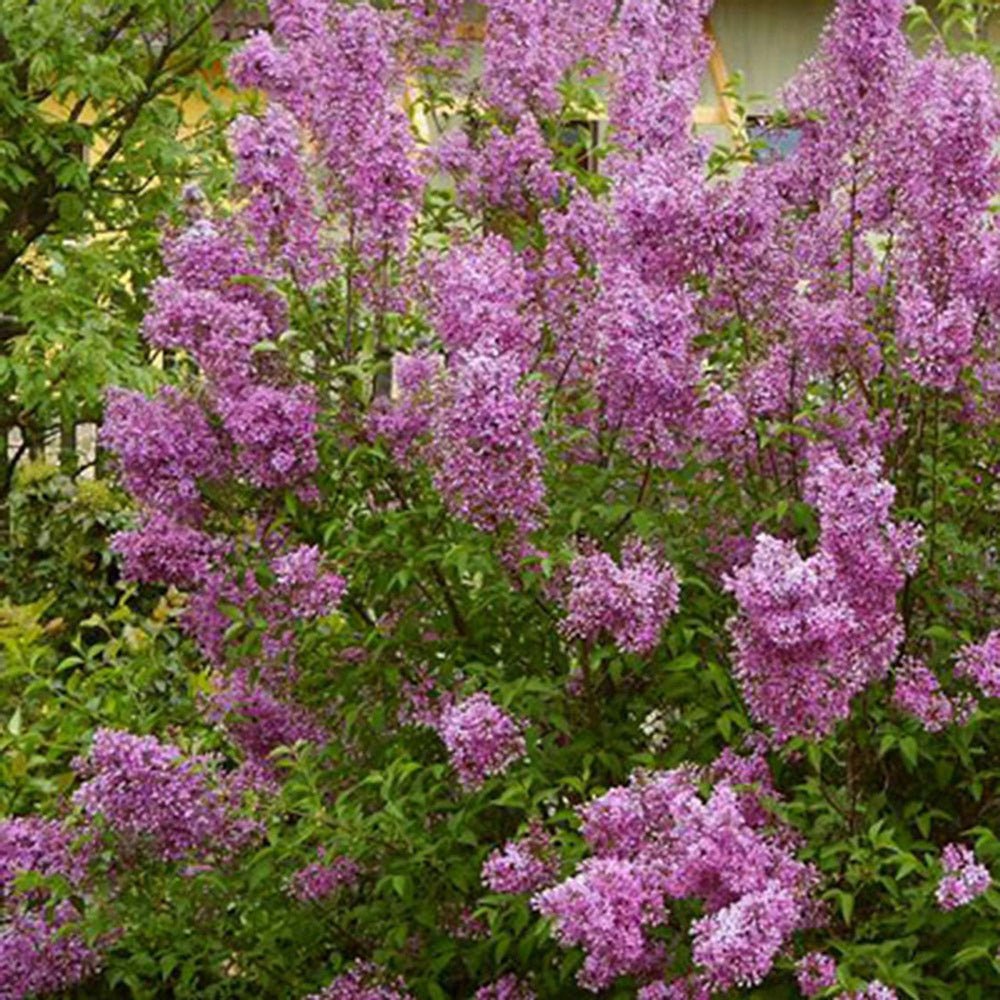 Liliac mov (Syringa) Saugeana - VERDENA-100-125 cm inaltime, livrat in ghiveci de 5 l