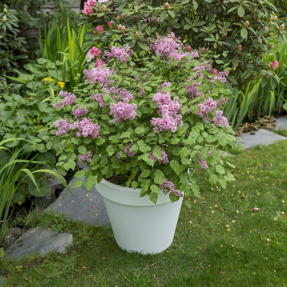 Liliac pitic Flowerfesta Pink - VERDENA-40-60 cm inaltime livrat in ghiveci de 5 L