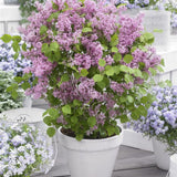 Black Friday - Reduceri Liliac Pitic roz Flowerfesta Pink (Syringa) Promotie