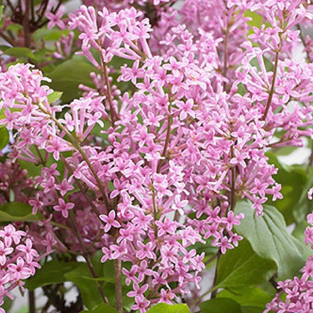 Liliac pitic Flowerfesta Pink - VERDENA-40-60 cm inaltime livrat in ghiveci de 5 L