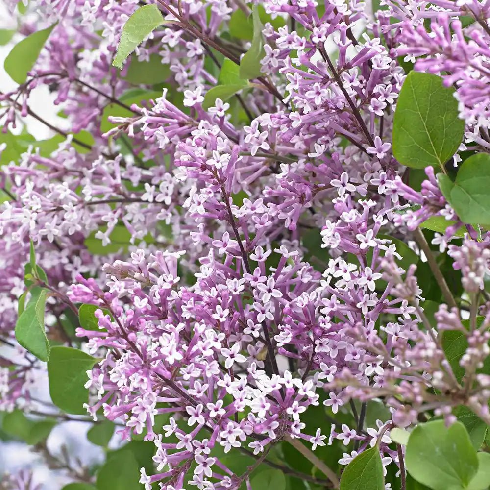 Liliac Pitic roz Flowerfesta Mov (Syringa) - VERDENA-30-45 cm inaltime, livrat in ghiveci de 5 l