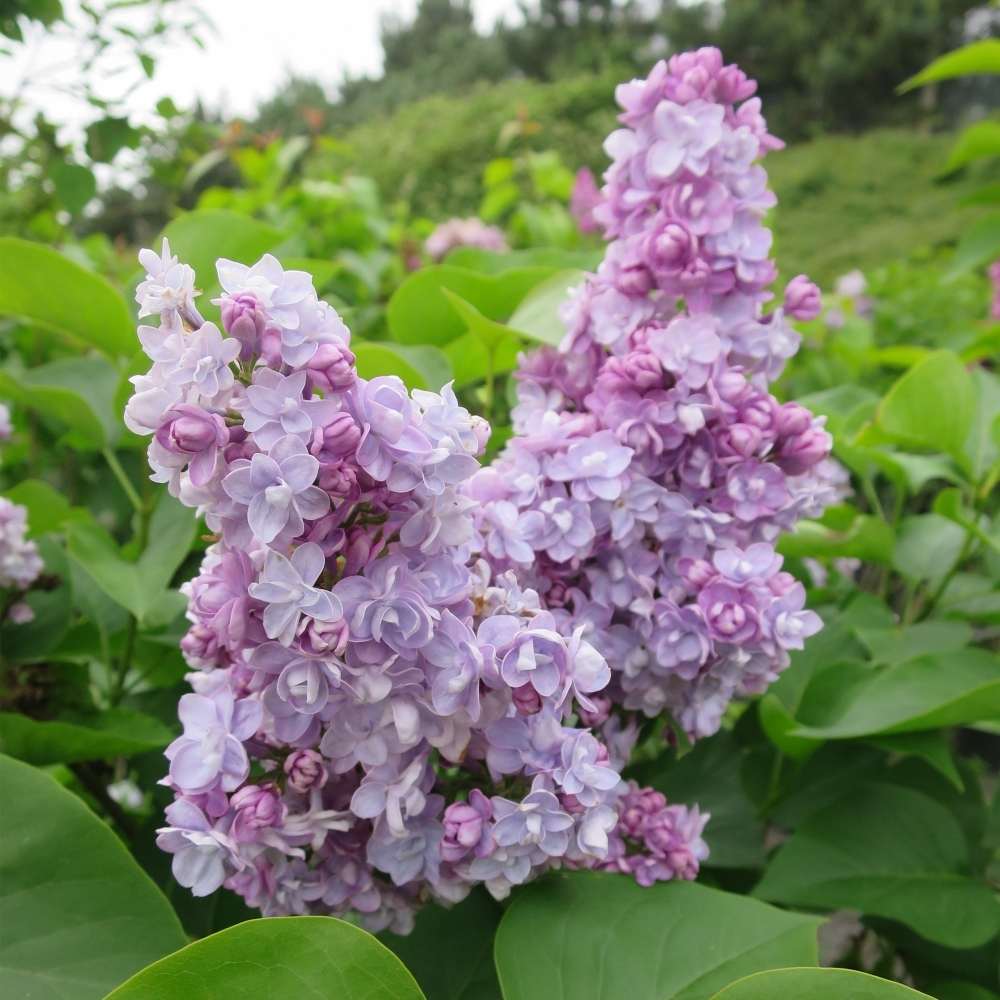 Liliac purpuriu-deschis Michel Buchner (Syringa) - VERDENA-50-60 cm inaltime, livrat in ghiveci de 4.5 l