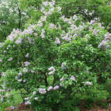 Liliac purpuriu-deschis Michel Buchner (Syringa) - VERDENA-50-60 cm inaltime, livrat in ghiveci de 4.5 l