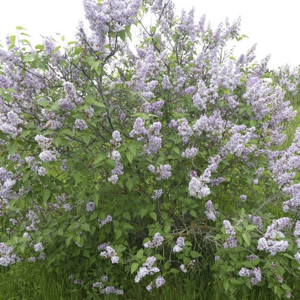 Liliac purpuriu-deschis Michel Buchner (Syringa) - VERDENA-50-60 cm inaltime, livrat in ghiveci de 4.5 l