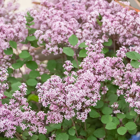 Liliac Red Pixie - VERDENA-livrat in ghiveci de 3 L