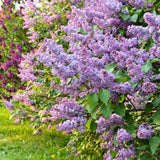 Liliac Roz-Cobalt Katherine Havemeyer (Syringa) - VERDENA-30-40 cm inaltime, livrat in ghiveci de 2 l