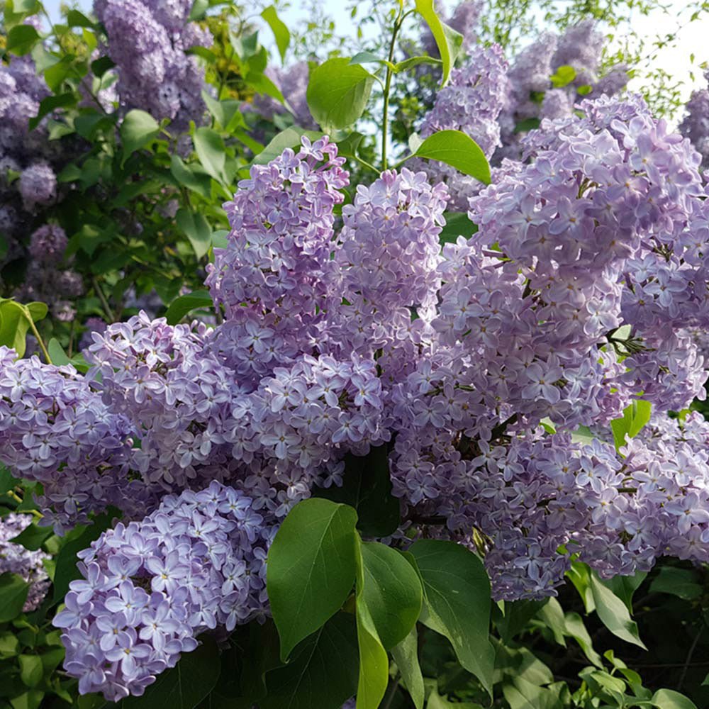 Liliac Roz-Cobalt Katherine Havemeyer (Syringa) - VERDENA-30-40 cm inaltime, livrat in ghiveci de 2 l