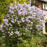 Liliac Roz-Cobalt Katherine Havemeyer (Syringa) - VERDENA-30-40 cm inaltime, livrat in ghiveci de 2 l