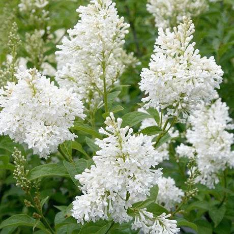 Liliac (Syringa) Agnes Smith, cu Flori Albe - VERDENA-80-100 cm inaltime, livrat in ghiveci de 5 l