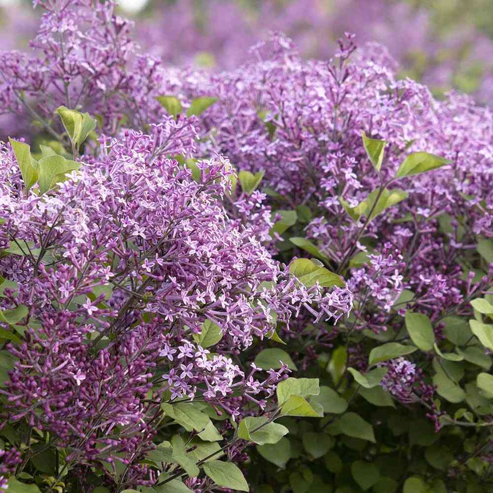 Liliac (Syringa) Copac Bloomerang Dark Purple, cu Flori mov-inchis si inflorire repetata - VERDENA-Tulpina de 60 cm inaltime, livrat in ghiveci de 4 l