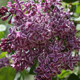 Liliac Tricolor - VERDENA-50-60 cm inaltime livrat in ghiveci de 6 L