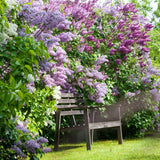 Liliac Tricolor - VERDENA-50-60 cm inaltime livrat in ghiveci de 6 L