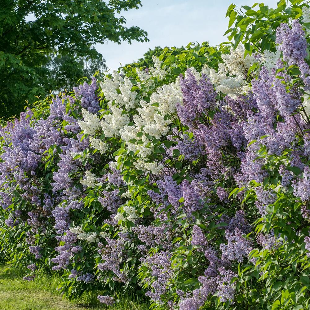 Liliac Tricolor - Parfum intens (Syringa) - VERDENA-50-60 cm inaltime, livrat in ghiveci de 6 l