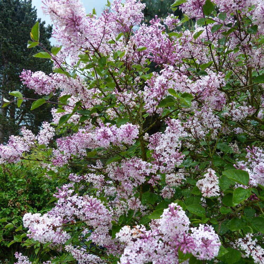 Liliac violet-alb Superba (Syringa) - VERDENA-70+ cm inaltime, livrat in ghiveci de 5 l