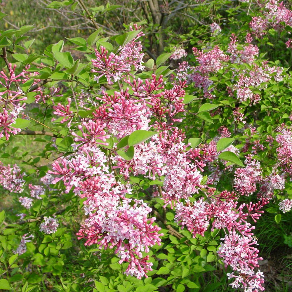 Liliac violet-alb Superba (Syringa) - VERDENA-70+ cm inaltime, livrat in ghiveci de 5 l