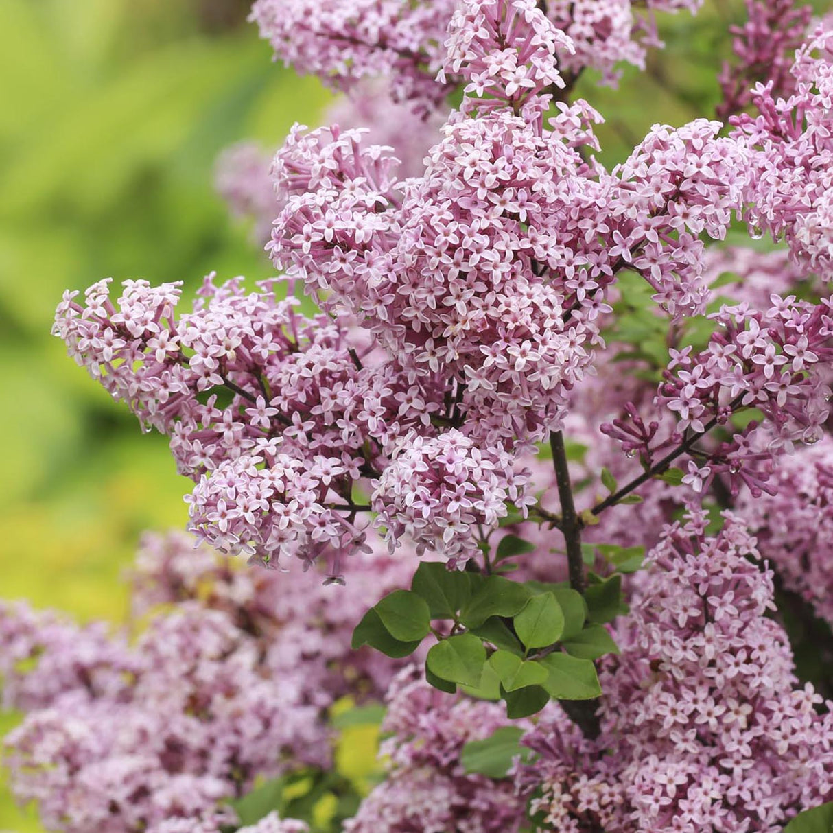 Liliac corean Palibin, 30-40 cm inaltime, in ghiveci de 3L